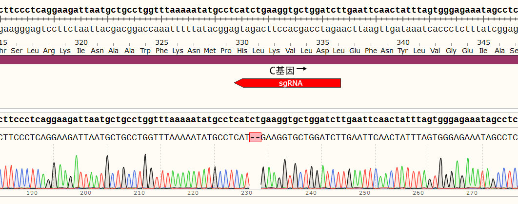 CRISPR-Cas9基因敲除细胞株构建服务（单基因敲除/多