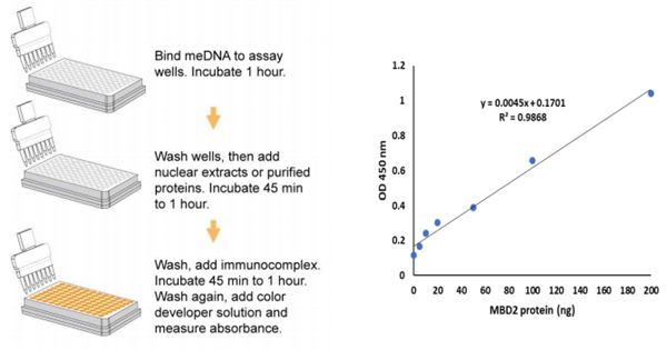 EpiQuik MBD 2结合活性/抑制测定Ultra试剂盒，限时促销，超值优惠