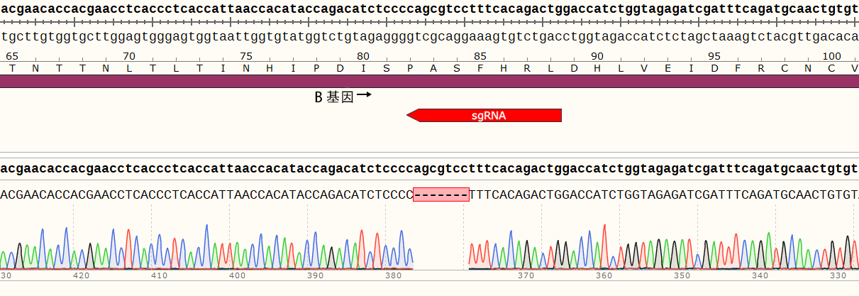 CRISPR-Cas9基因敲除细胞株构建服务（单基因敲除/多