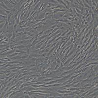 浙江（杭州）美森 人原代肺成纤维细胞CTCC-007-HUM