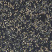 浙江(杭州)美森 小鼠结肠癌过表达OVA MC-38-OVA