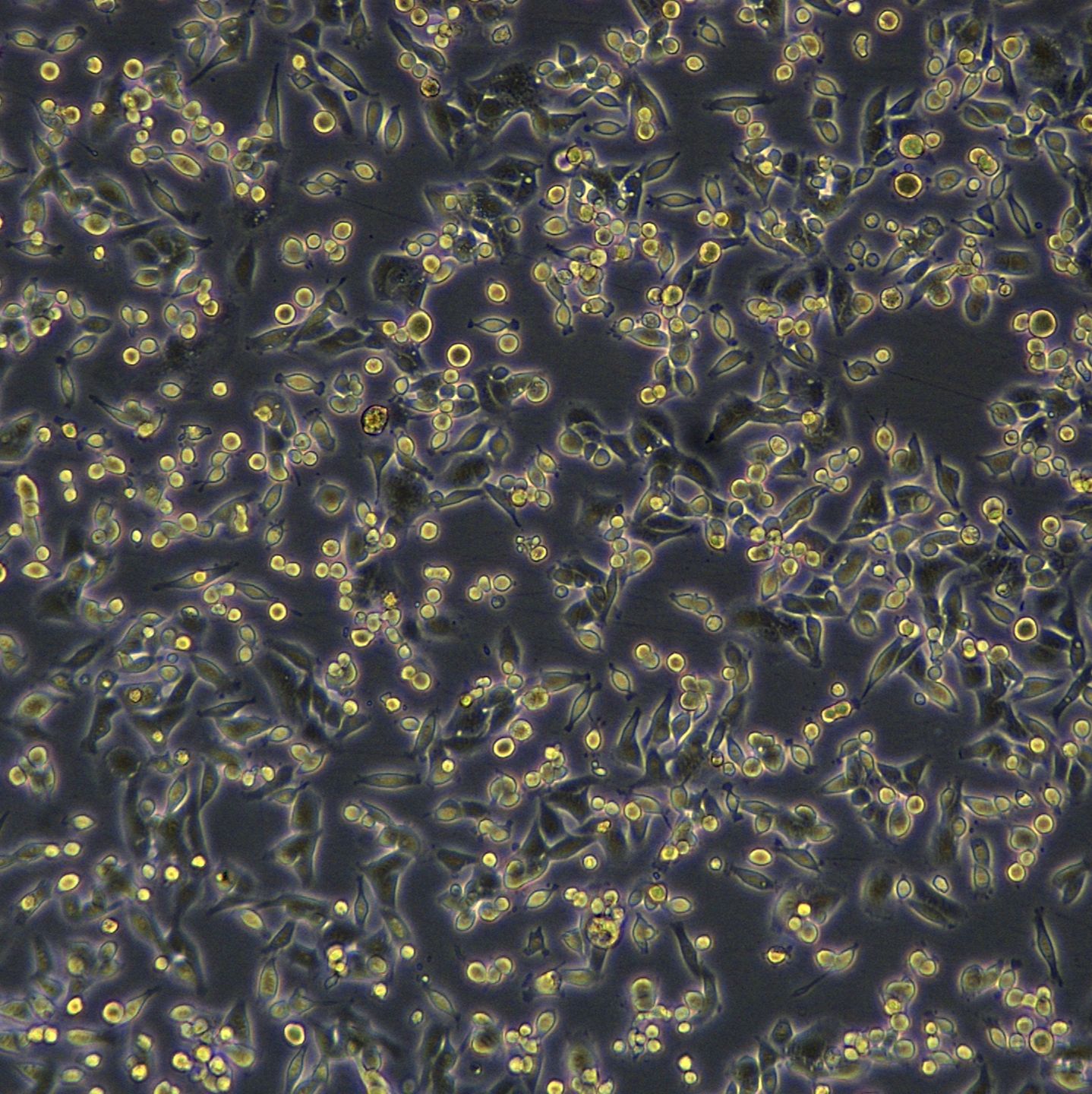 小鼠结肠癌细胞株 MC-38