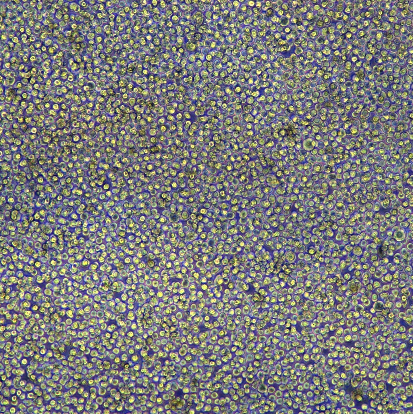 人胃癌细胞 SNU-620