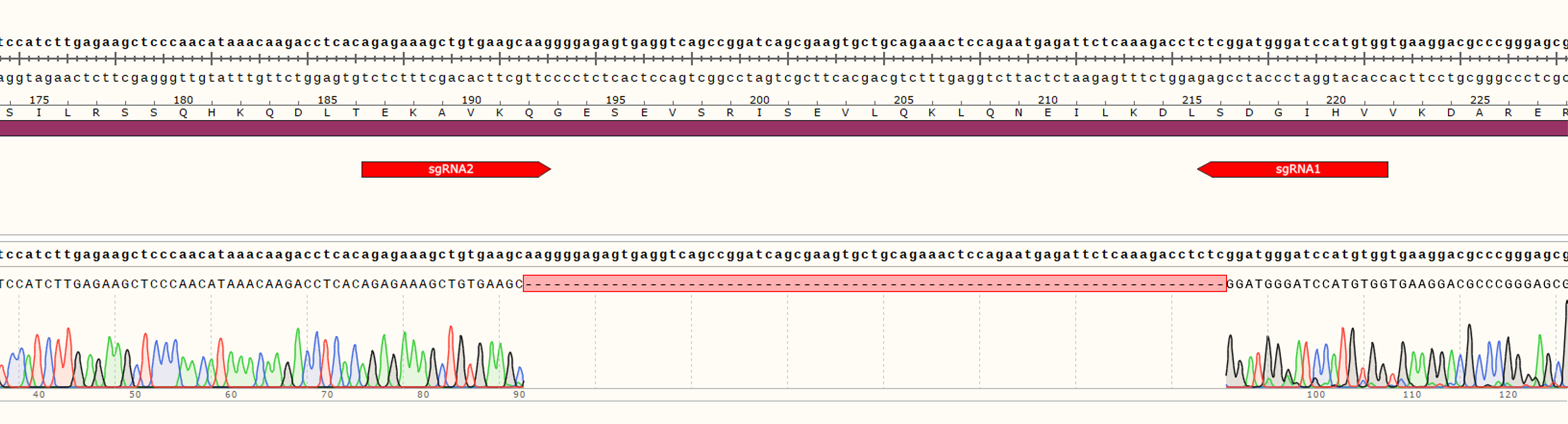 CRISPR-Cas9基因敲除细胞株构建服务（单基因敲除/多