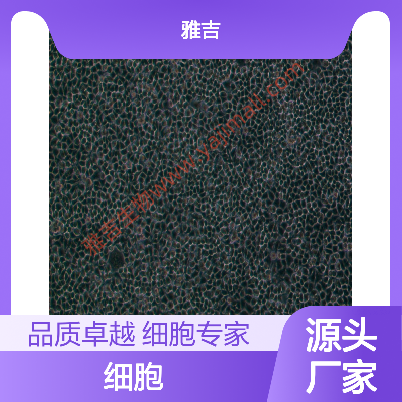 细胞系如何稳定转染