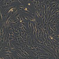 人牙龈成纤维细胞 HGF-1