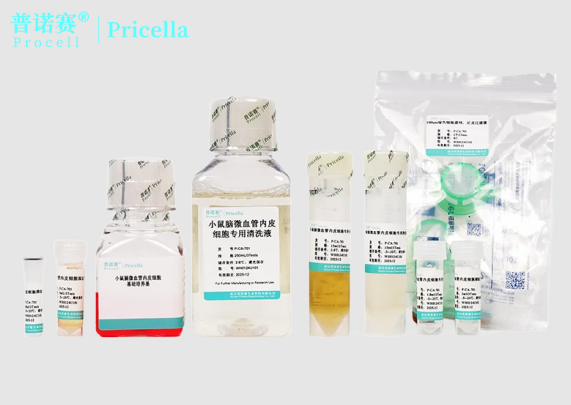 小鼠脑微血管内皮细胞分离培养试剂盒，细胞分离一键解决