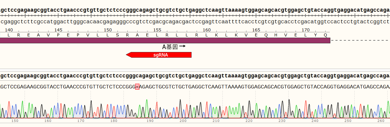 CRISPR-Cas9基因敲除细胞株构建服务（单基因敲除/多