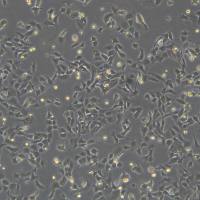 浙江(杭州)美森 小鼠心肌细胞 HL-1