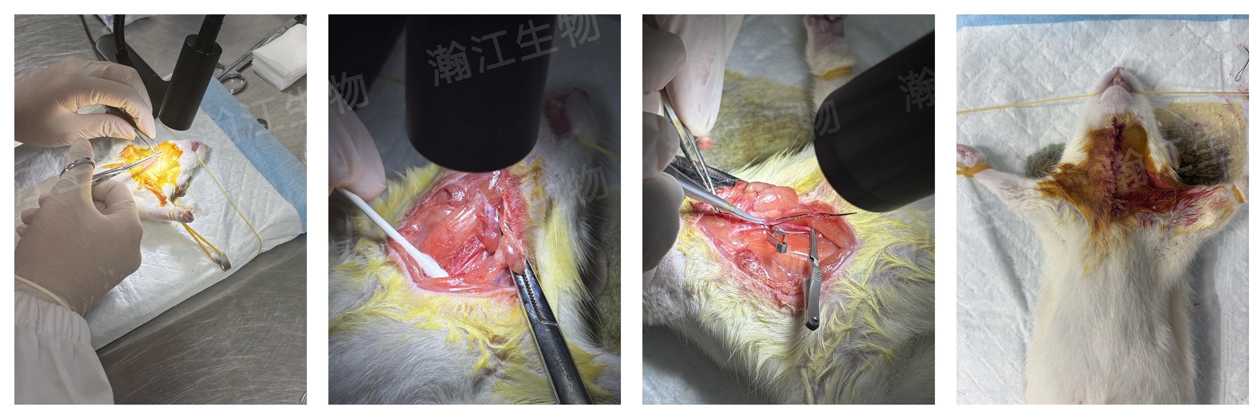 科研速递 | 动脉粥样硬化大鼠模型构建实验全解析