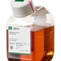 Gibco澳洲胎牛血清A5669701
