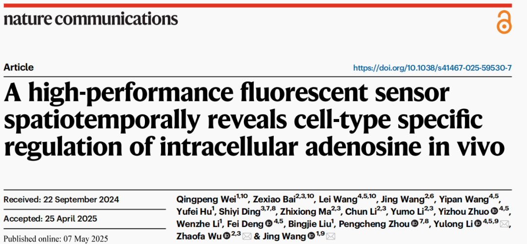 IF=14.7【新品推荐】北大王晶教授、李毓龙教授联合遗传发育所武照伐研究员团队合作，开发活体监测胞内腺苷的基因编码荧光探针