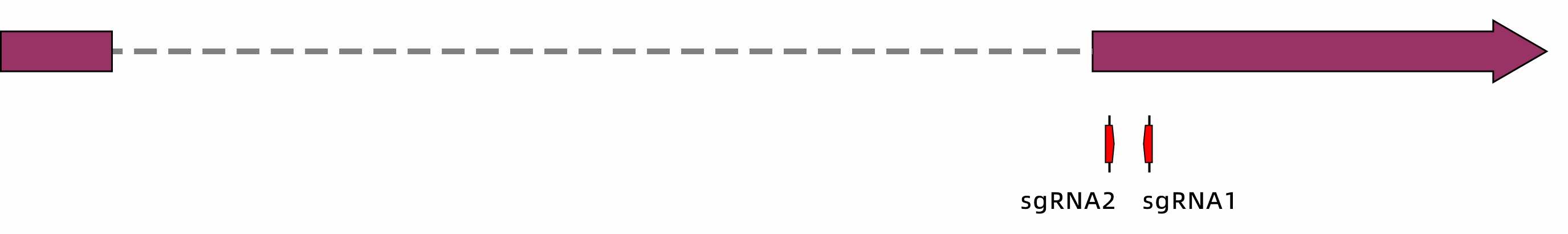 CRISPR-Cas9基因敲除细胞株构建服务（单基因敲除/多