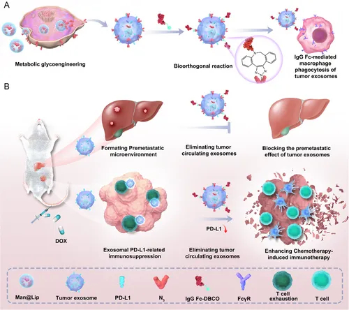 外泌体技术服务