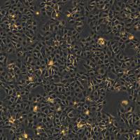 人肝癌索拉非尼耐药株 HUH7/Sorafenib