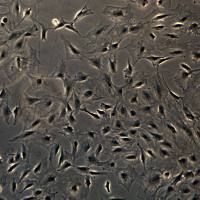 小鼠颅顶前骨细胞亚克隆4 MC3T3­E1 Subclone 4