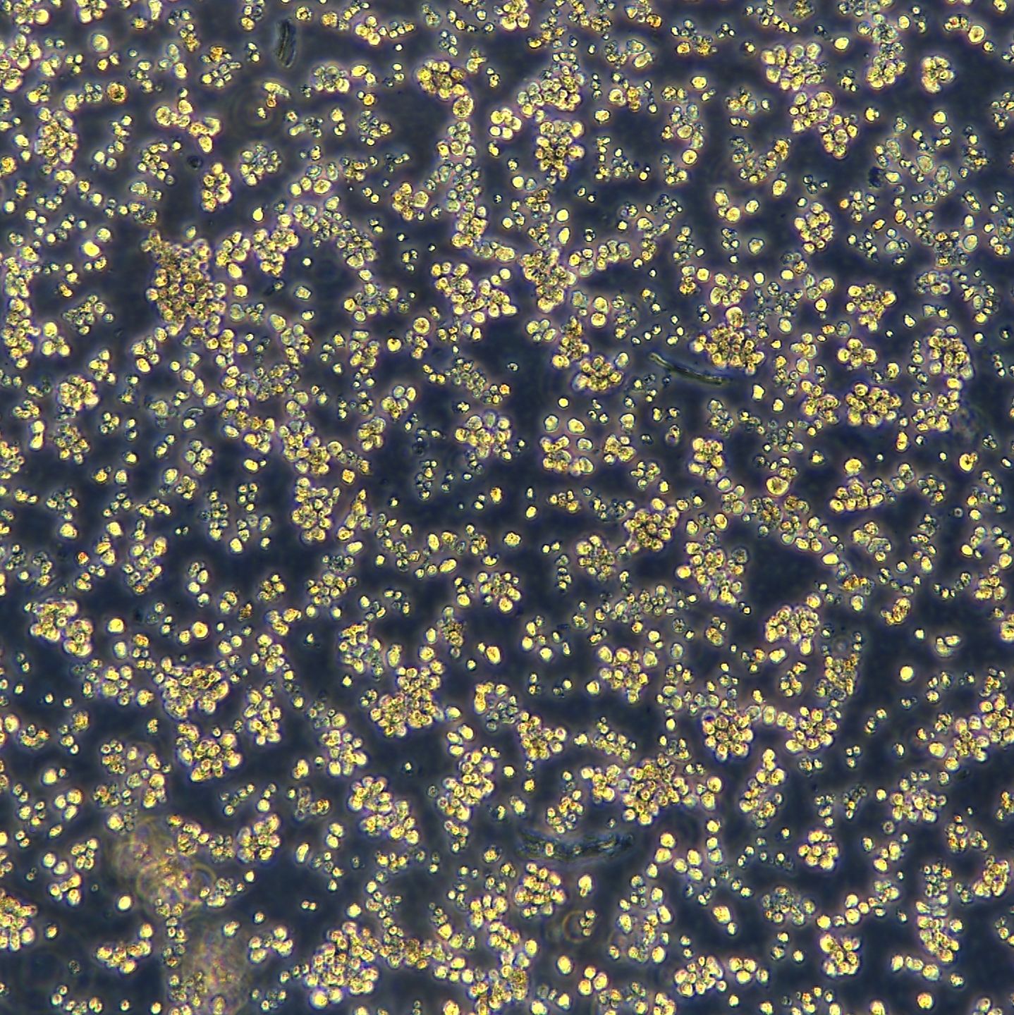 人骨髓瘤细胞 KMS-20