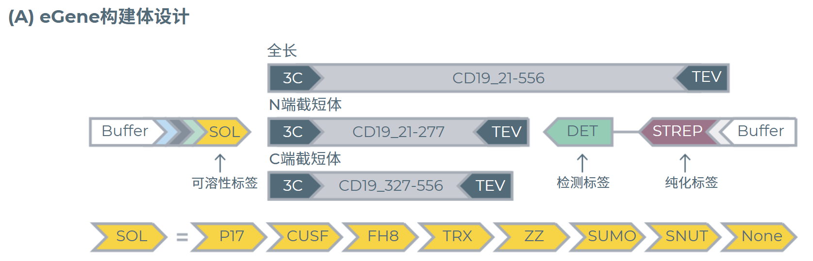实验筛选条件:为三种CD19长度变体生成的带有可溶性标签的eGene构建体