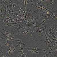 人瘢痕皮肤成纤维细胞 KEL FIB