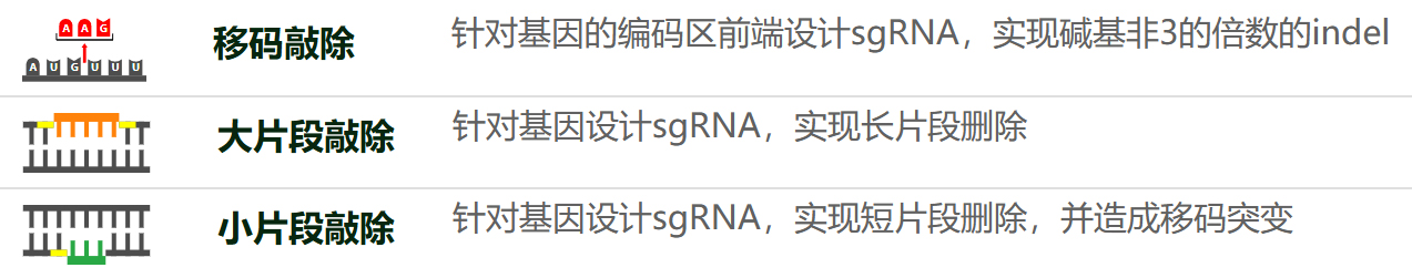 CRISPR基因敲除载体构建服务(敲除慢病毒载体/敲除腺病毒