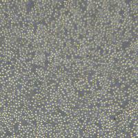 成人急性髓细胞白血病 ML-2