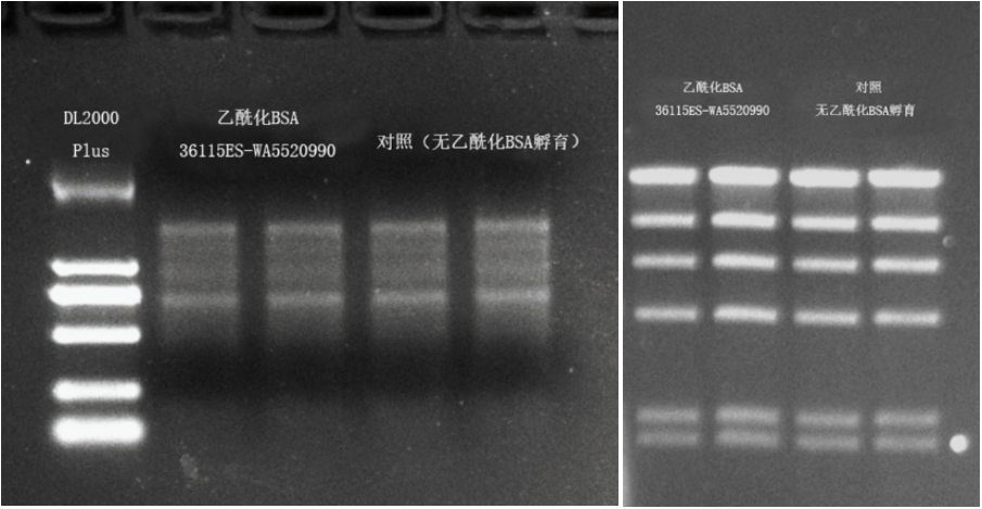 上新丨BSA家族再添新成员-高质量乙酰化BSA 无核酸酶残留