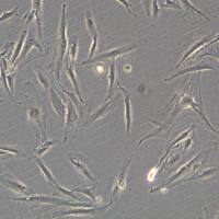 正常人结肠组织细胞 CCD-18Co