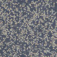 小鼠多发性骨髓瘤细胞 J558