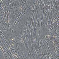 人原代阴道平滑肌细胞