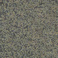 多发性骨髓瘤细胞 L-363