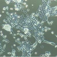 非洲绿猴肾细胞CV-1