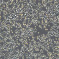 浙江美森-人胚胎肾细胞 HEK293