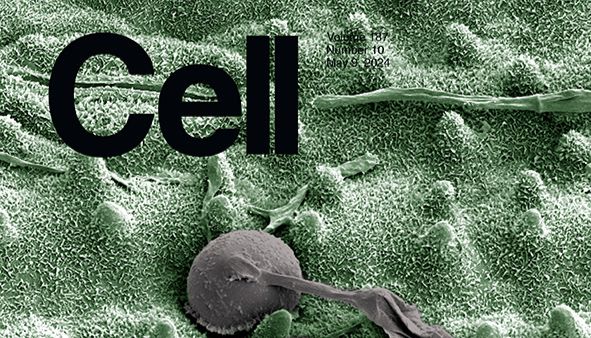 Cell | 康奈尔医学院利用人iPSC构建4R Tau病变模型并揭示了Tau传播的修饰因子