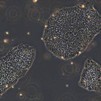 浙江（杭州）美森 人胚胎干细胞 hESC-H9