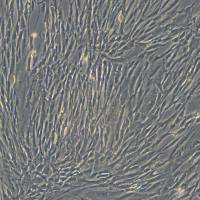 人原代巩膜成纤维细胞