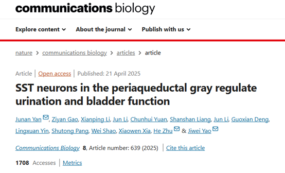 Commun Biol丨组织透明化、光/化学遗传技术联用揭示调节排尿和膀胱功能关键神经元