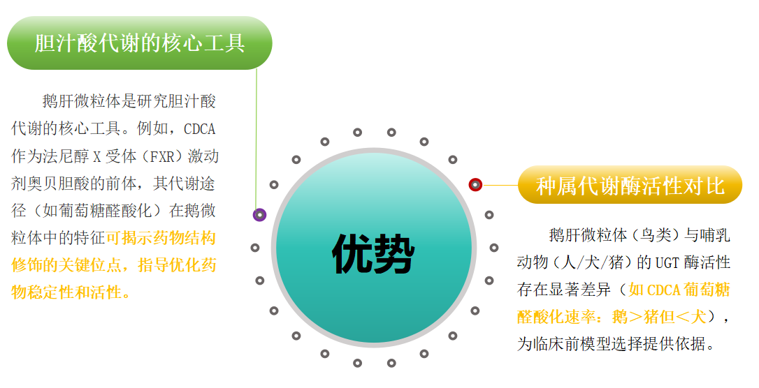 鹅肝微粒体 3.png