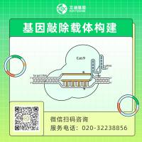 CRISPR基因敲除载体构建服务（敲除慢病毒载体/敲除腺病毒载体/敲除腺相关病毒载体/敲除瞬转载体）