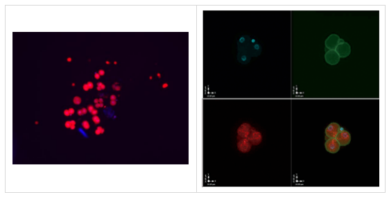 MuERVL-Gag多克隆抗体，错过再等一年！