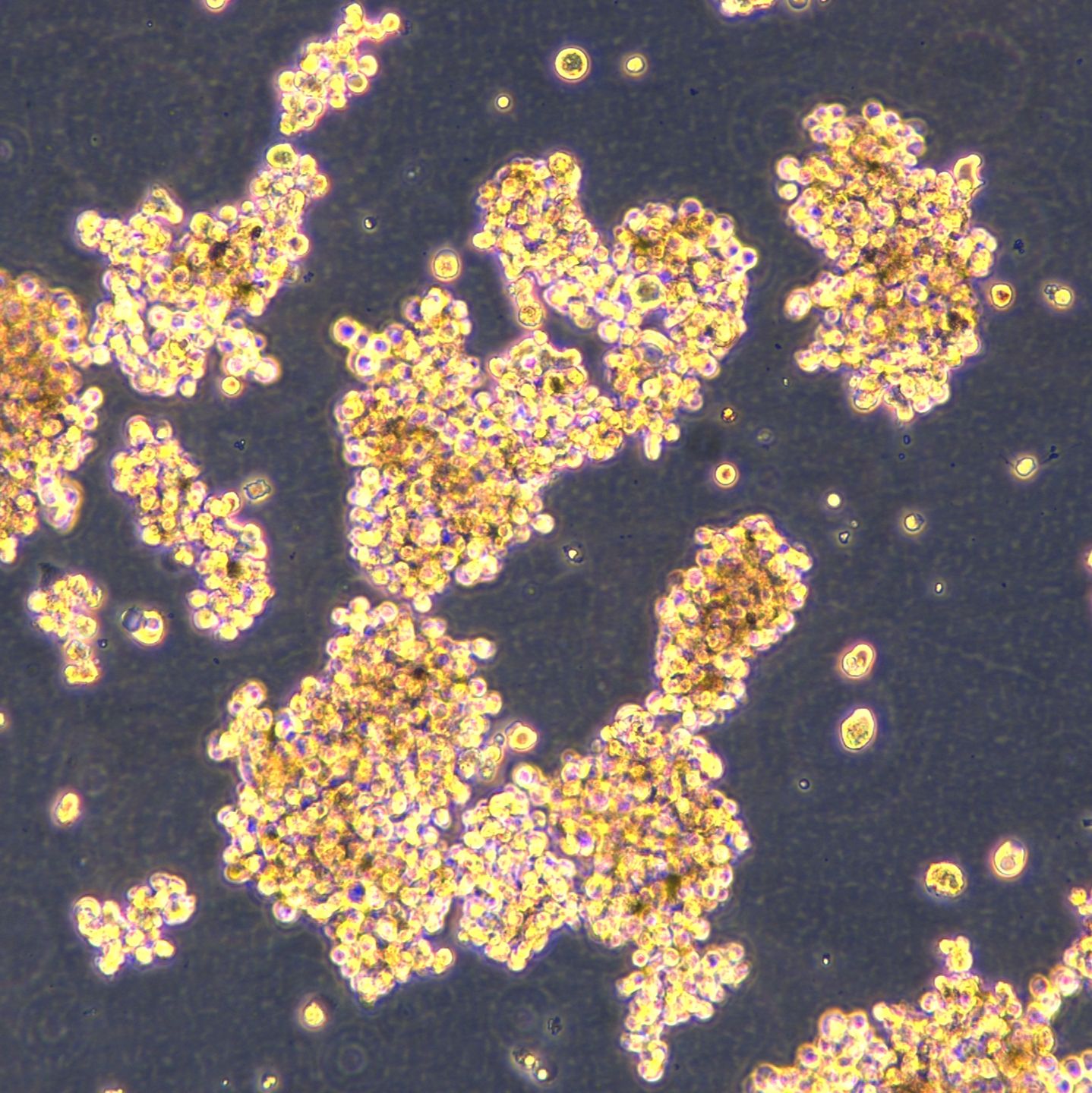 小细胞肺癌细胞 CORL279
