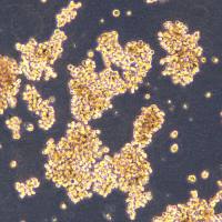 小细胞肺癌细胞 CORL279