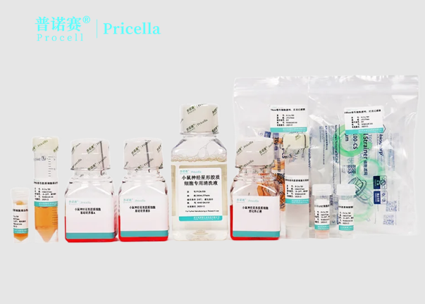 小鼠神经星形胶质细胞分离解决方案来了，一键解决细胞分类难题