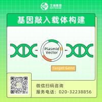 CRISPR/Cas9基因敲入载体构建服务（荧光蛋白定点敲入（EFGP、Luc、mCherry等）/ 标签蛋白定点敲入（Flag、HA、Myc、HiBiT等）/ 特定位点敲入 / 基因点突变）