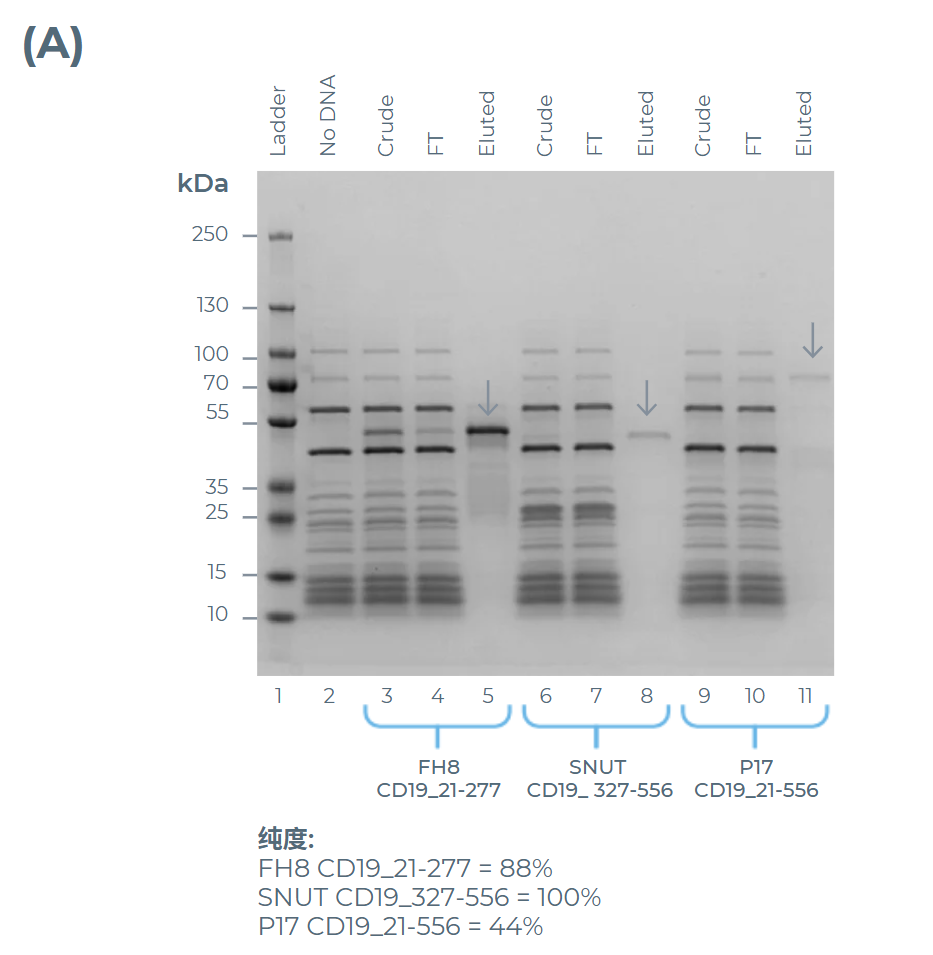 用优化后的eGene/无细胞混合物在200 µL体系中表达并纯化的CD19长度变体的SDS-PAGE分析