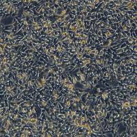 浙江美森-小鼠黑色素瘤细胞 B16F10-OVA