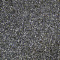 小鼠淋巴瘤细胞EL4