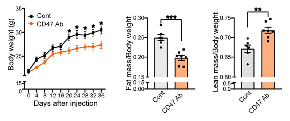 注射CD47抗体与对照组小鼠体重变化和核磁共振身体组成对比