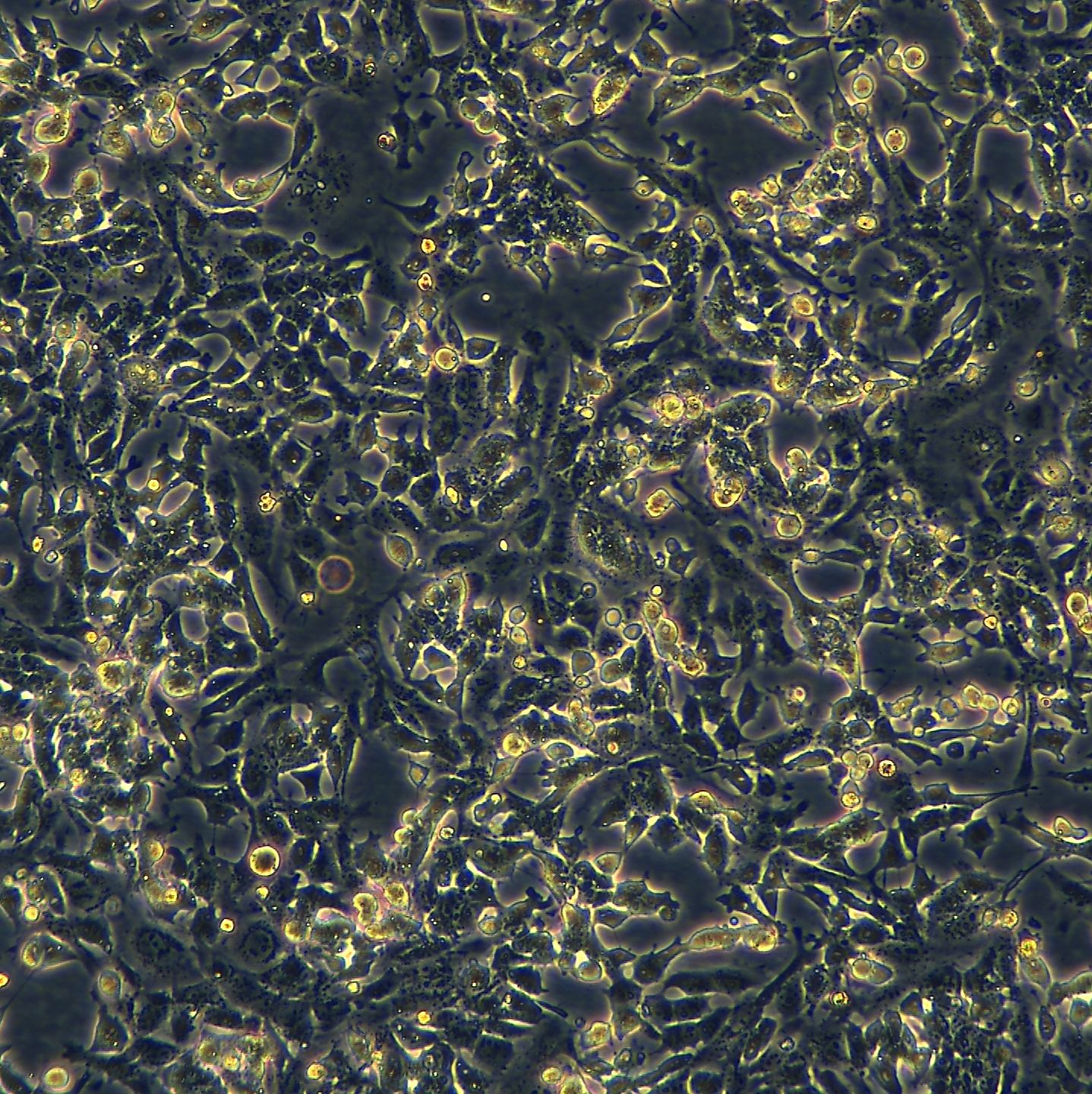 小鼠神经干细胞 NE-GFP-4C