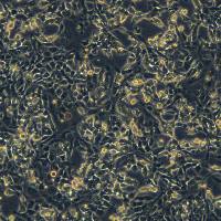 小鼠神经干细胞 NE-GFP-4C