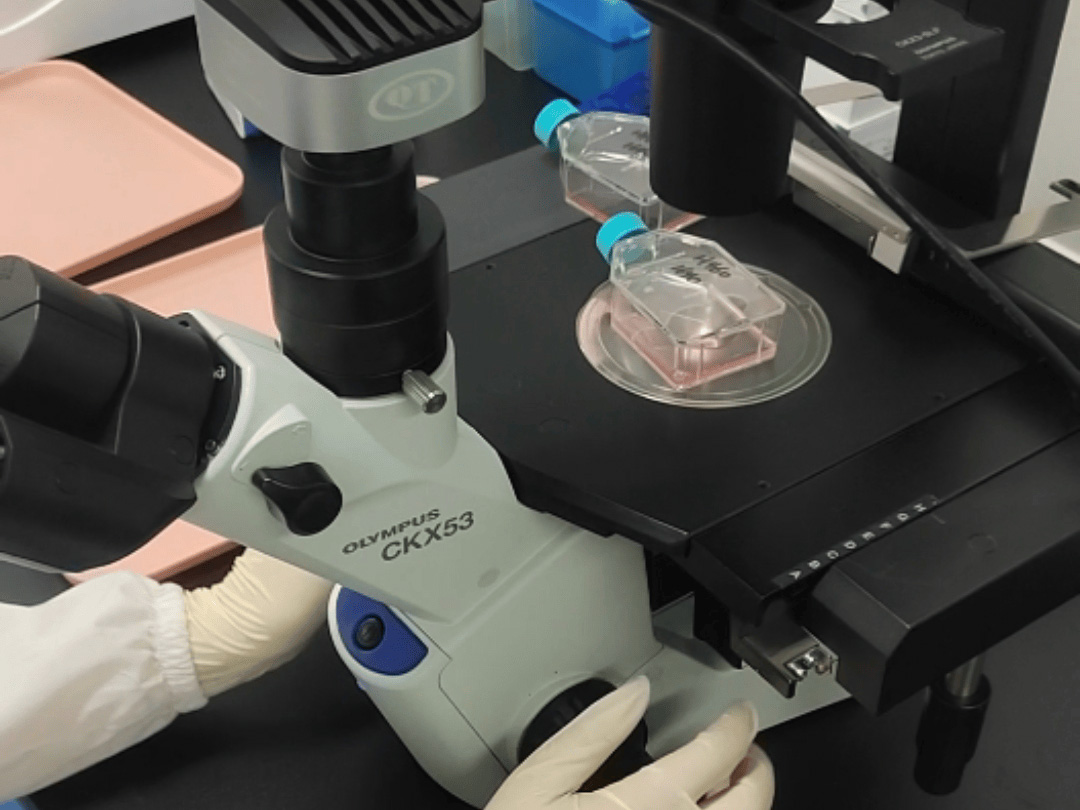 ​上海富衡 | 细胞到货后需要在多长时间内进行处理